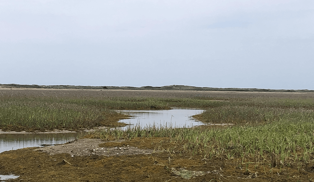 Marsh Land