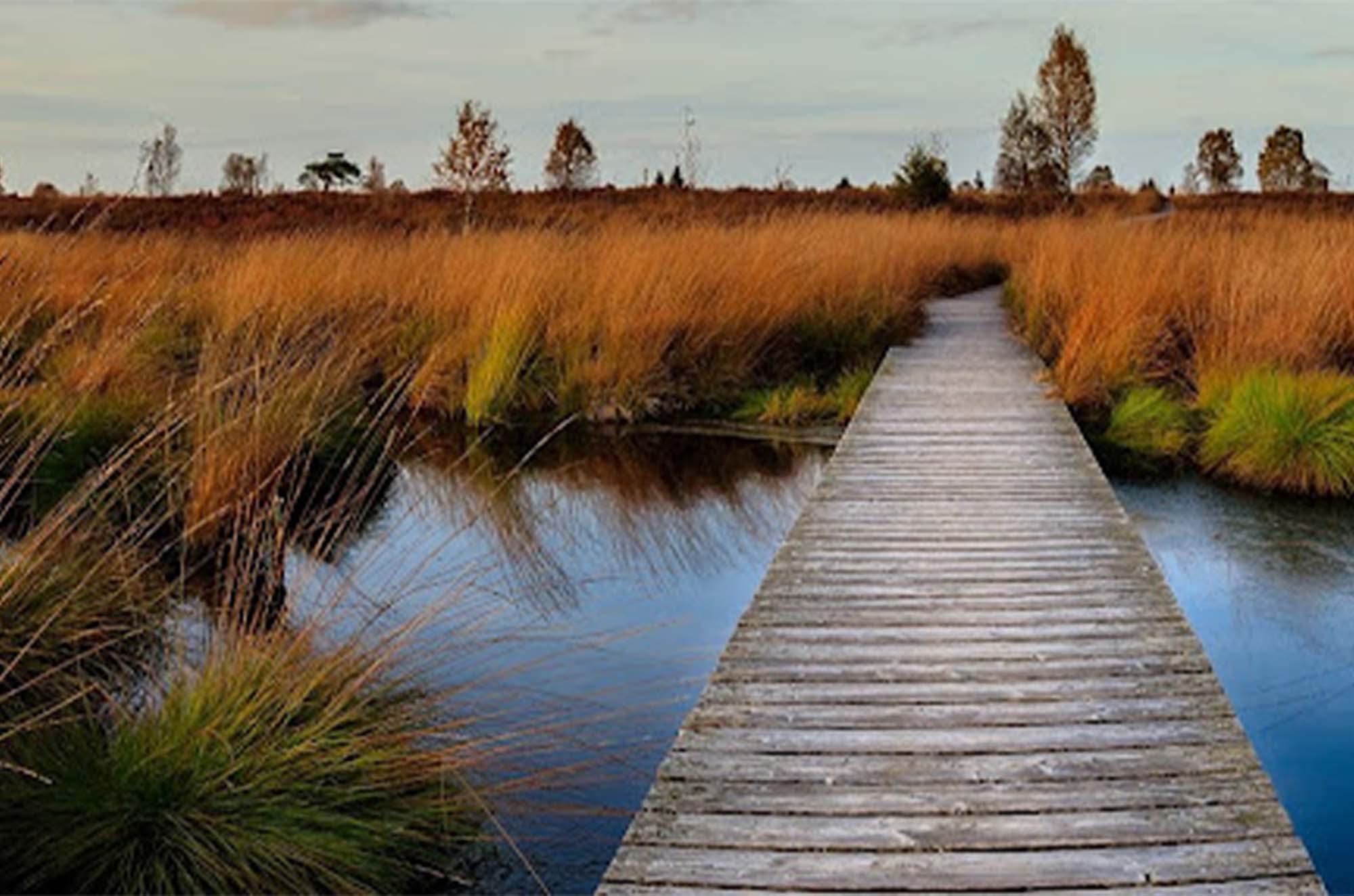 bridge over wetland