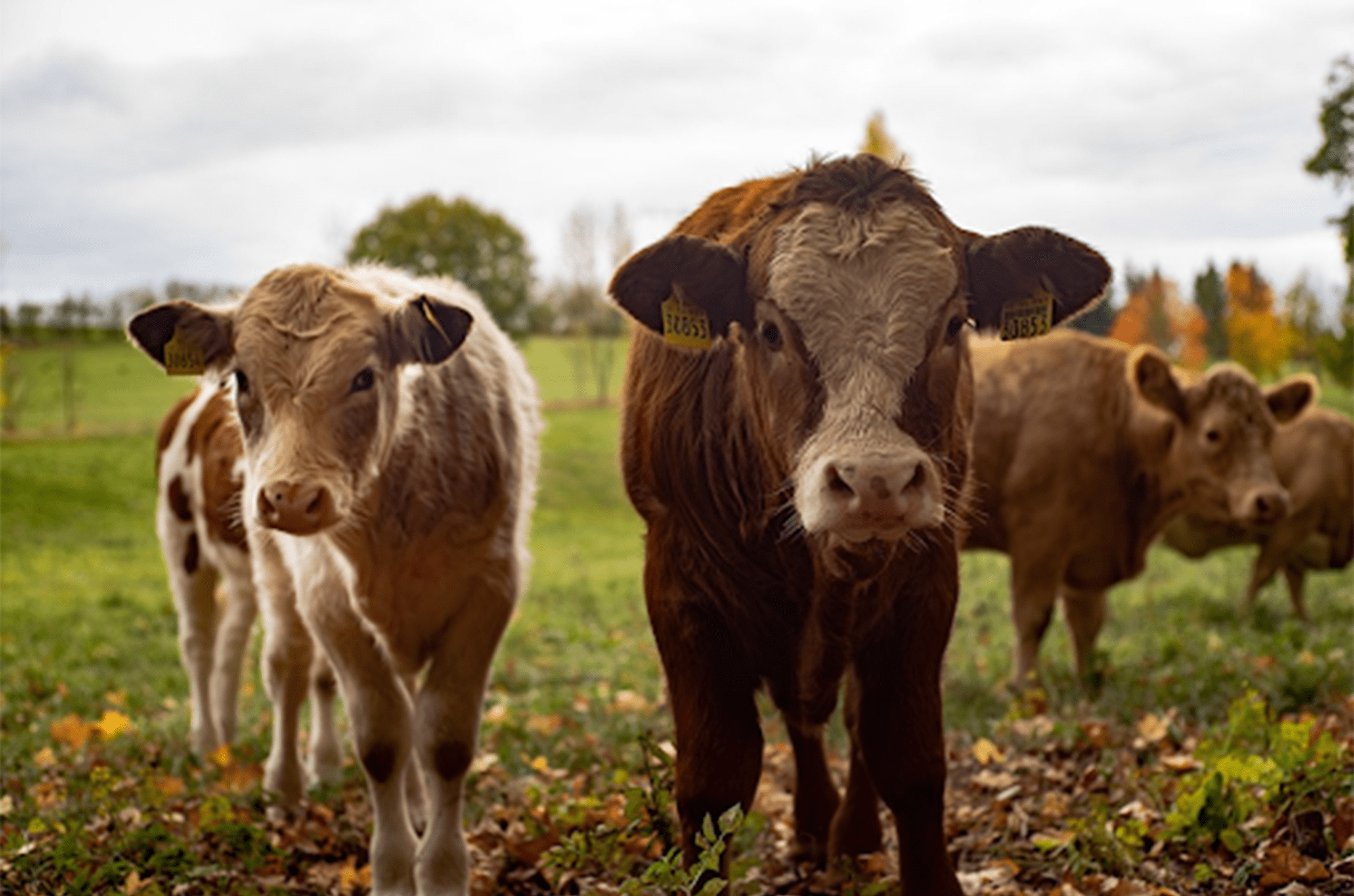 cattle in grass field