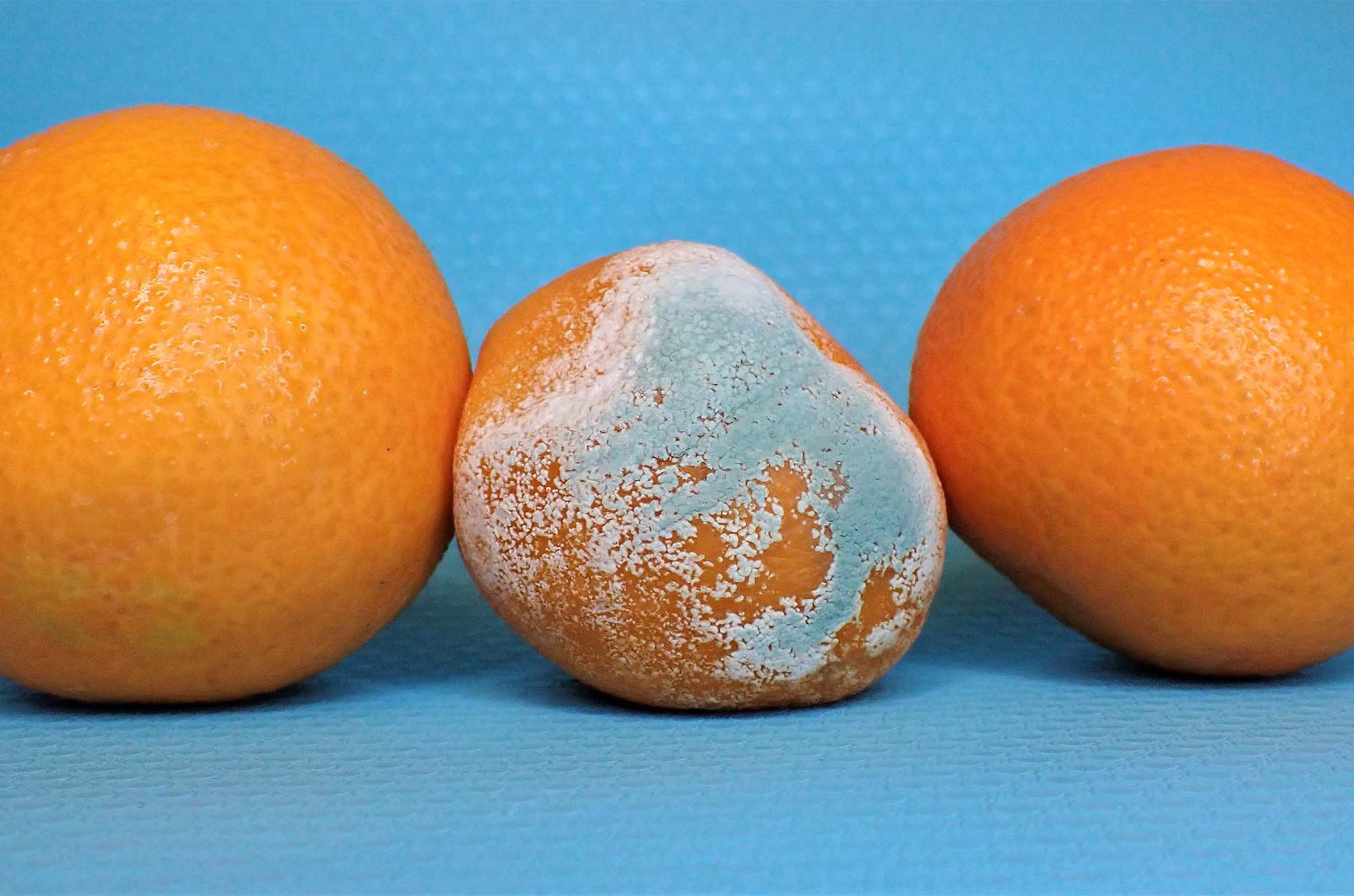 Rotting oranges