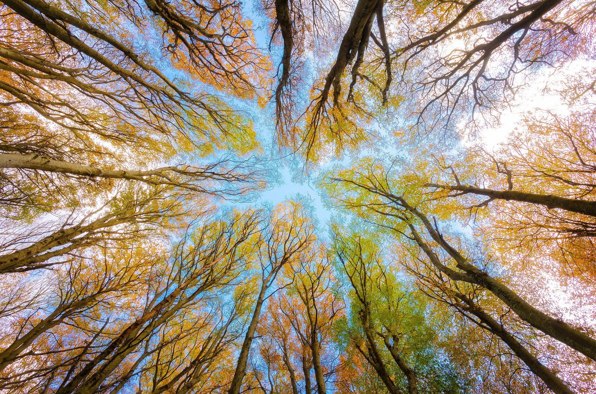 Trees in park